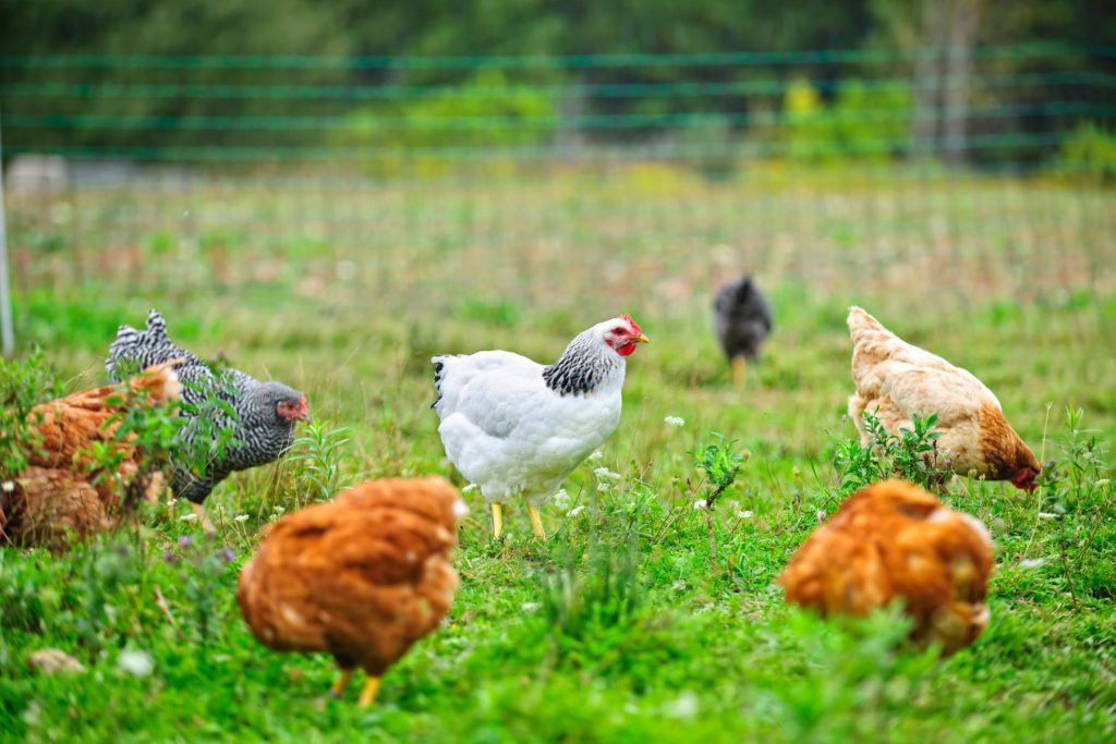 glossary of terms every chicken keeper needs to know