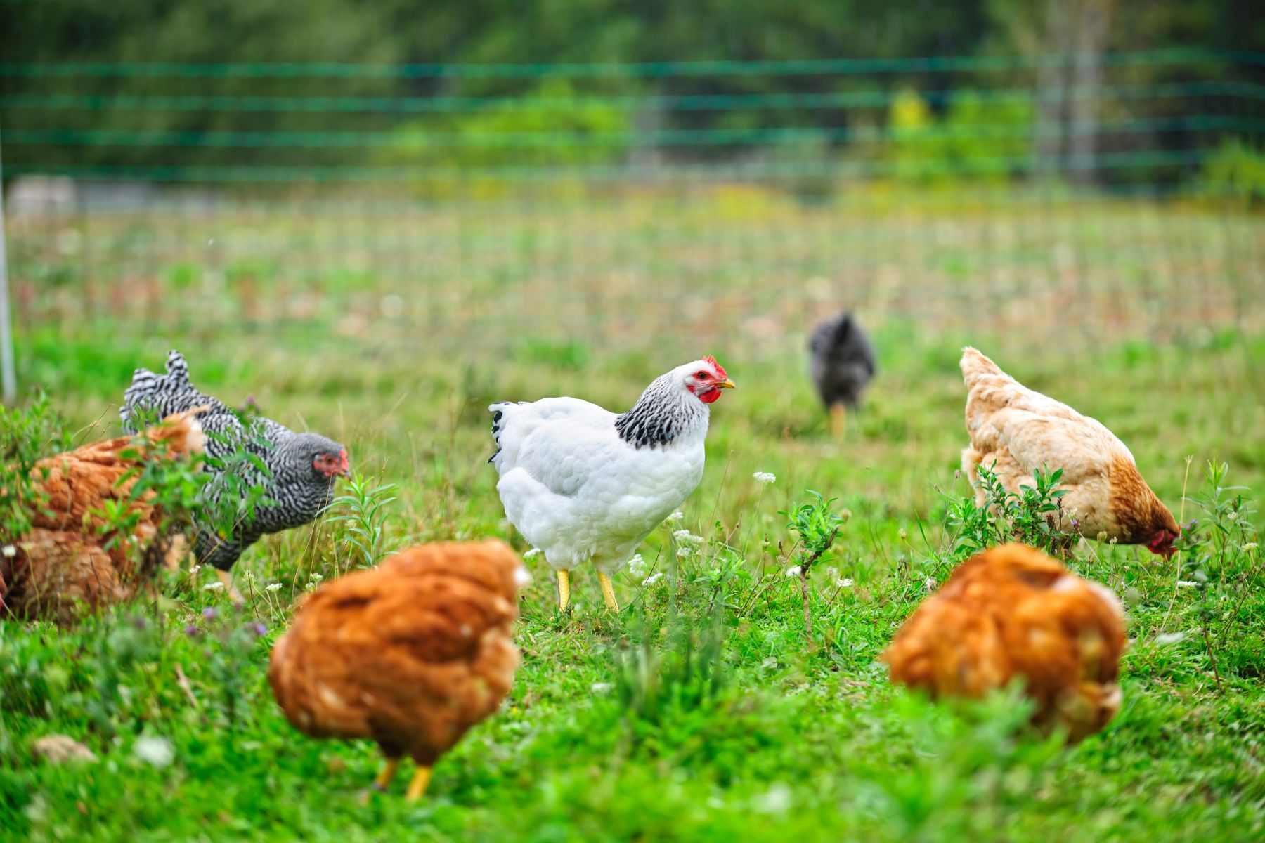 Glossary of Terms Every Backyard Chicken Keeper Needs to Know Stay at